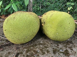 durian fruit on the market