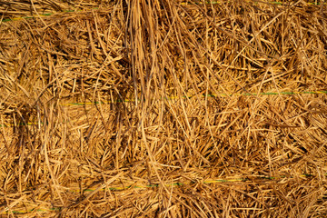 Yellow dry grass, yellow hay, close up macro photography. 