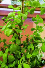 green plant in a greenhouse