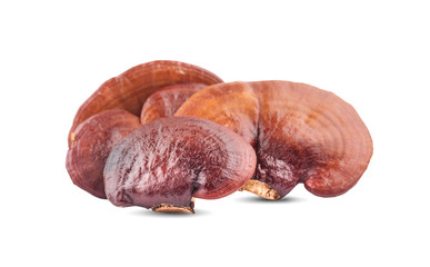 Lingzhi Mushroom Ganoderma Lucidum Isolated on white background