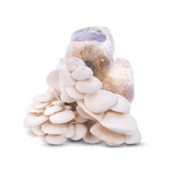 The cultivation of Angel mushrooms. oyster mushroom. Angel mushroom.Volvariell. Fresh angel mushrooms growing
