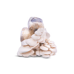 The cultivation of Angel mushrooms. oyster mushroom. Angel mushroom.Volvariell. Fresh angel mushrooms growing