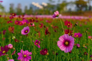 Fototapeta premium beautiful daisy or Cosmos bipinnata Cav
