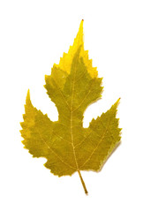 dry leaf on a white background