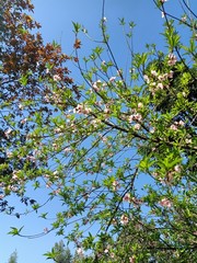 blossoming apple tree