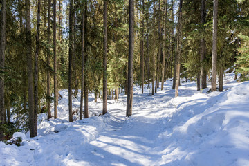 path in the forest winter landscape hiking trail.