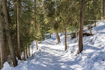 path in the forest winter landscape hiking trail.