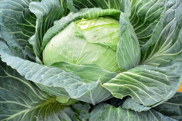 Giant head of Alaskan cabbage