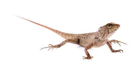 chameleon isolated on white background
