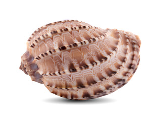 Sea shell isolated on a white background. Clipping Path