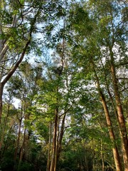 trees in the forest