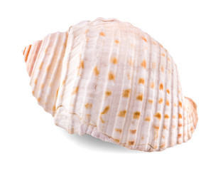 Sea shell isolated on a white background. Clipping Path