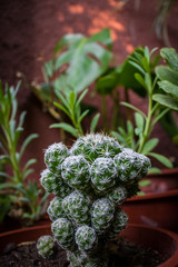 green plant in a pot