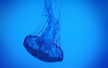 jelly fish in the aquarium