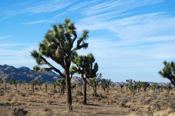 조슈아 트리와 드넓은 대지 그리고 산을 배경으로 한 사진