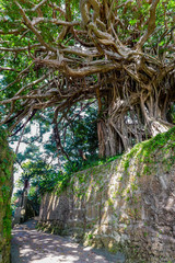 樹齢300年の阿権のガジュマル