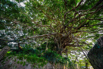 樹齢300年の阿権のガジュマル