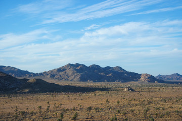 드넓은 대지가 펼쳐진 조슈아 트리 국립공원,  조슈아 트리와 거대한 바위들이 펼쳐져 있는 뷰