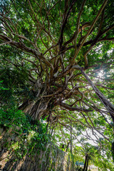 樹齢300年の阿権のガジュマル