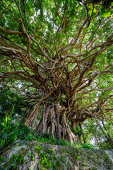 樹齢300年の阿権のガジュマル