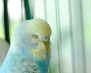Budgie sitting on the wooden stick in cage. beautiful parrot lovebird

