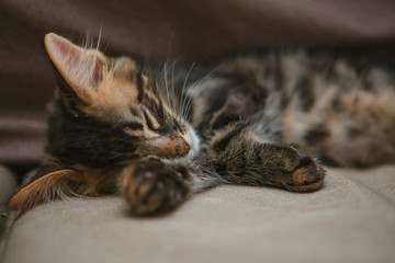 Little charcoal longhair bengal kitty laying at home