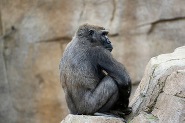 Young Silverback Gorilla looking over his shoulder