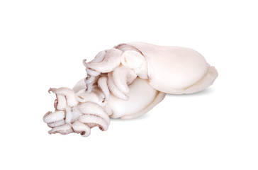 Fresh squid isolated on white background