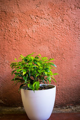 plant on a wall