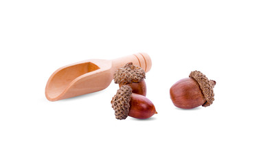 acorns isolated on  white background