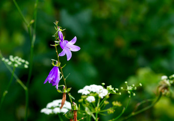 Botanical: Magenta bellflower (campanula glomerata) and wildflowers on nature green backround