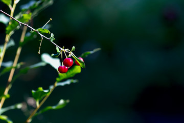 Real nature bakround: cherry on a branch in a cherry orchard on a beautiful sunny summer day
