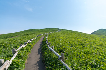 北海道礼文島　花の島の散策路