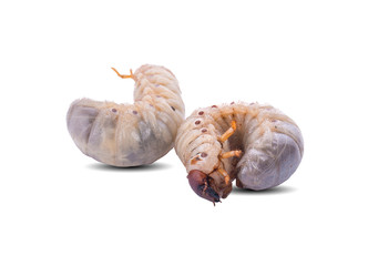 Image of grub worms, Coconut rhinoceros beetle (Oryctes rhinoceros), Larva on white background