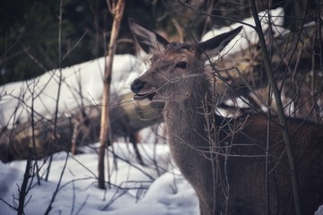 deer in the woods