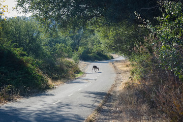 트레킹 중 만난 야생 사슴과  푸른 나무, 녹지