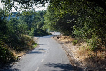 트레킹 중 만난 야생 사슴과  푸른 나무, 녹지