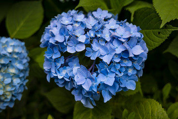 紫陽花