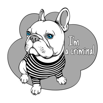 Cartoon french bulldog in a striped T-shirt. Criminal dog. Stylish image for printing on any surface