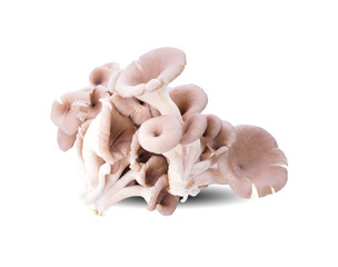 Oyster mushroom grow from cultivation, Isolate white background