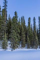 Winter landscape tall green trees in mountains with clear blue sky.