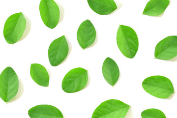 Flat lay (top view) of green leaves pattern on white background.