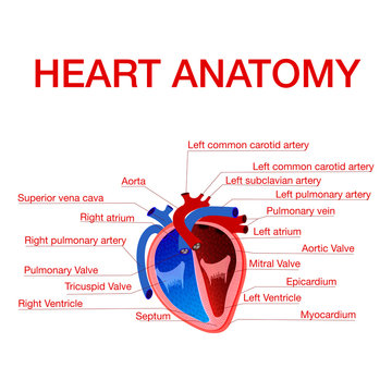 Anatomy of human heart with  text captions pointing to different parts