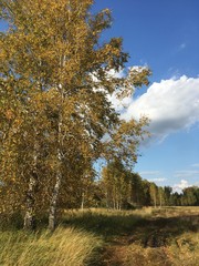 Fototapeta premium autumn in the forest