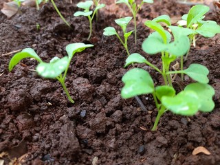 Sprouts thrive in black soil