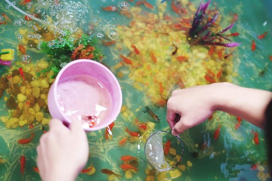 Cropped Image Of Hands Cleaning Fish Tank