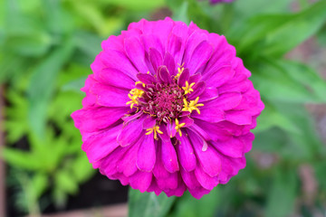 Fototapeta premium Purple zinnia with yellow pollen of violacea on green leaves blurred background