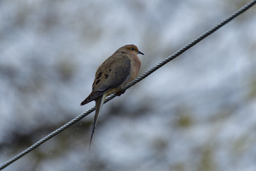 Mourning Dove, aka Zenaida macroura soaking in Rain