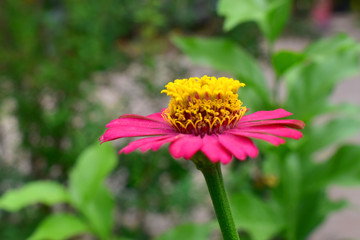 Pink zinnia with yellow pollen of violacea on green leaves blurred background