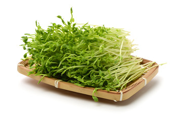 Bunch of snow pea microgreen on white background